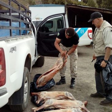  Secuestran carne de ciervo, chivo y cordero en múltiples operativos