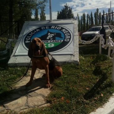 La Policía de Río Negro colabora con más perros rastreadores para la búsqueda de Lorenzo Muñoz