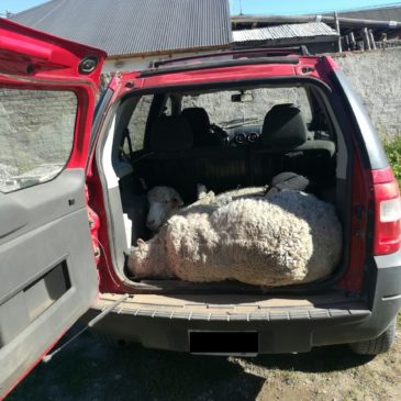 Bariloche: decomisan dos ovinos vivos sustraídos de una estancia