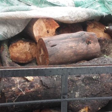 Secuestran cuatro metros de coihue que fue talado en Villa Tacul