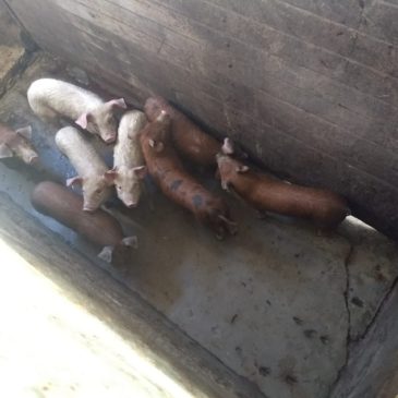 Incautan porcinos en control realizado en Conesa