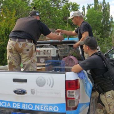 Importante secuestro de aves en Chimpay