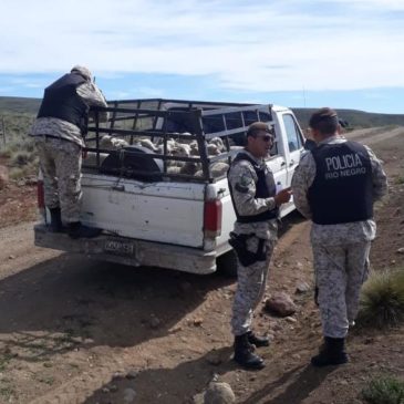 Intensos operativos de la Policía en zona rurales: más de 100 animales secuestrados el fin de semana