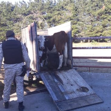 Intensifican controles en zonas rurales para evitar faenas clandestinas 