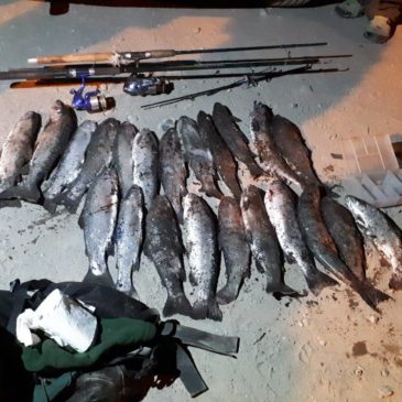 Decomisan 22 truchas que fueron pescadas y transportadas ilegalmente