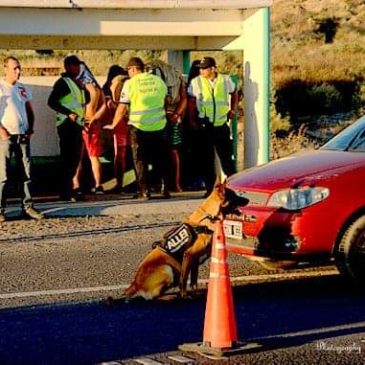 Cuatro detenidos por tenencia y trafico de Estupefacientes