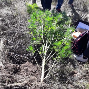 Hallan marihuana, en cercanías del basural.