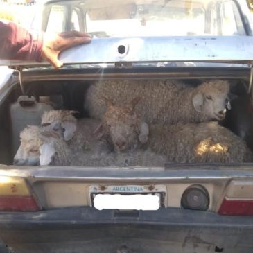 En un Renault 12 llevaba cuatro caprinos vivos escondidos en el baúl   