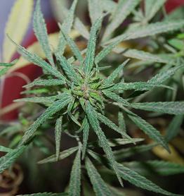 Encuentran planta de Marihuana en terreno baldío