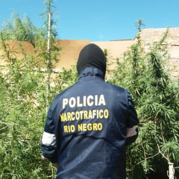 Secuestran plantas de marihuana en Cipolletti.