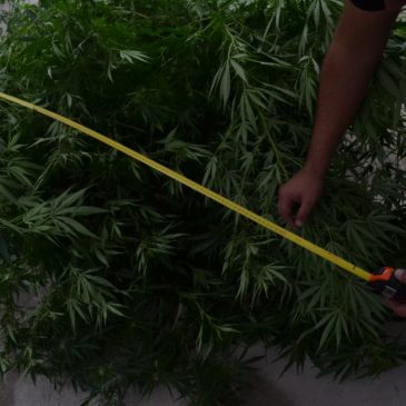 Allanamiento por drogas en Roca: Un detenido por cultivo de marihuana