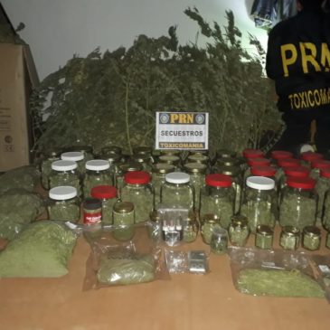 Villa Regina: Secuestro de plantaciones de cannabis y armas caseras