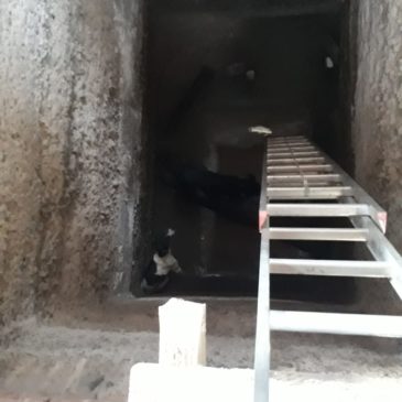 Bomberos de San Javier rescataron a dos perros que cayeron a una cisterna