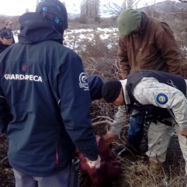 Un detenido y un demorado por una causa de abigeato en Ñirihuau