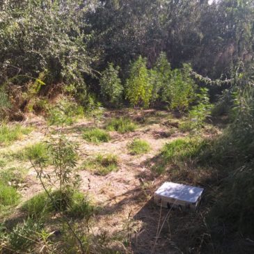 Secuestran 40 plantas de marihuana en Fernández Oro