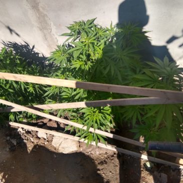 SAO: cubiertas y plantas de Marihuana en allanamiento.