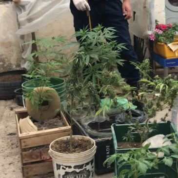 S.A.O: Buscaban elementos robados y encontraron plantaciones de marihuana