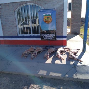 Paso Córdoba: Decomiso y donación a la Protectora de Animales