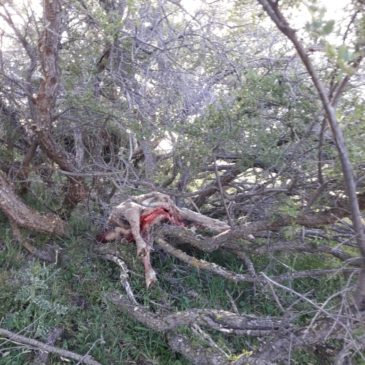 Furtivos fueron sorprendidos sustrayendo animales de la estancia El Cóndor