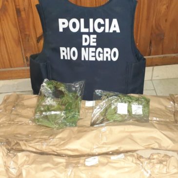 El Cóndor: hallan plantas de marihuana tras dos allanamientos por robo