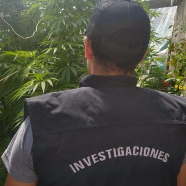 Buscaban elementos robados y encontraron  enormes plantas de marihuana