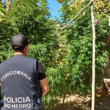 Secuestran 12 plantas de marihuana en Chichinales