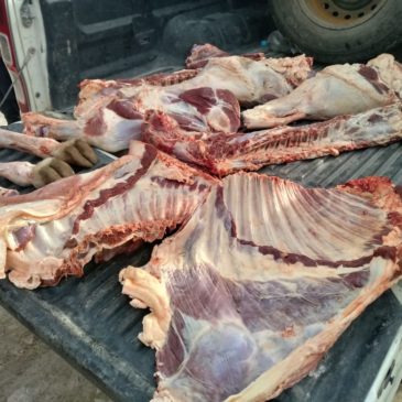 Valcheta: trasladaba carne de forma clandestina y la decomisaron