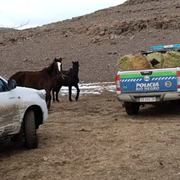 Policía acompañó al municipio de Comallo en la distribución de alimentos a los pobladores