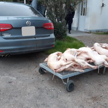 Decomisan 12 porcinos faenados en Río Colorado
