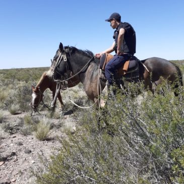 Sierra Colorada: recuperan seis caballos sustraídos de un campo