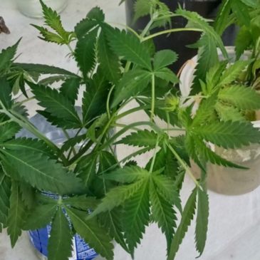 Plantines de Marihuana en el Cóndor