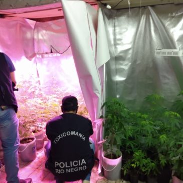 Secuestran 41 plantas de marihuana en el barrio Lavalle de Viedma