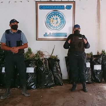 Múltiples allanamientos en Roca: secuestran más de 500 plantas de marihuana