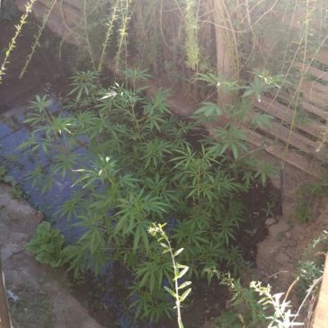 Cipolletti: se encontraron plantas de marihuana en un allanamiento a una vivienda