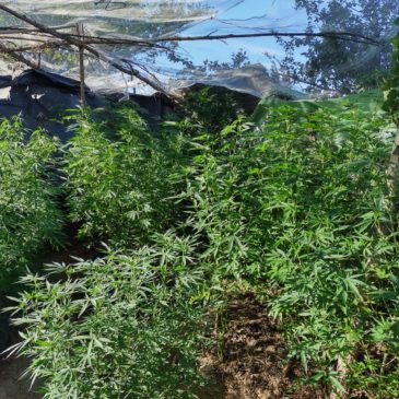 Tres imputados en Godoy por tener plantas de marihuana en sus viviendas