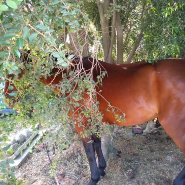 Salieron a caballo a delinquir y fueron detenidos por la Policía de Río Negro