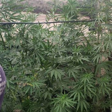 Cipolletti: Tras allanamiento detienen a un hombre y secuestran 10 plantas de marihuana
