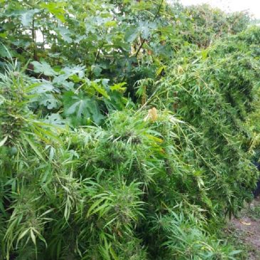 Exitosos resultados en la política contra el narcotráfico: secuestran más de 7 kilos de marihuana
