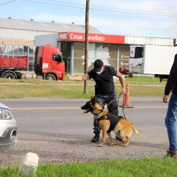 Máximo, el perro “estrella” de la policía rionegrina que lucha contra los narcos