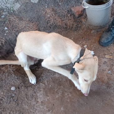 Catriel: un perro sufría maltrato y fue rescatado