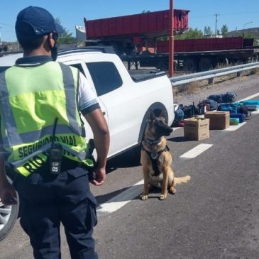 Día Mundial del Perro: el aporte esencial de los canes en el trabajo policial