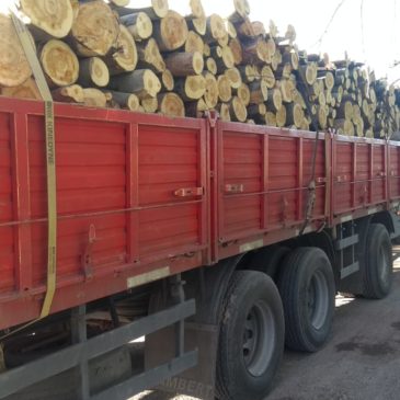 Decomisan 30 toneladas de leña por infracción a la Ley Provincial Forestal