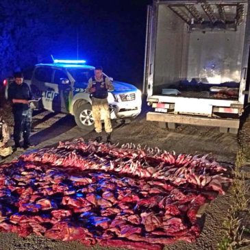 En importante operativo, la Brigada Rural  secuestró más de 800 kilos de carne faenada clandestinamente