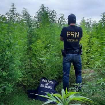 Villa Regina: tras un allanamiento la Policía de Río Negro secuestró 156 plantas de marihuana