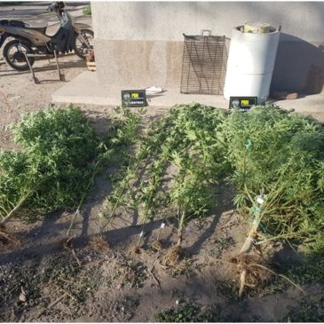 Secuestran plantas de marihuana en un domicilio de Luis Beltrán