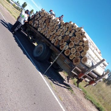 Se decomisaron 10 toneladas de leña que era transportada en un camión en forma ilegal