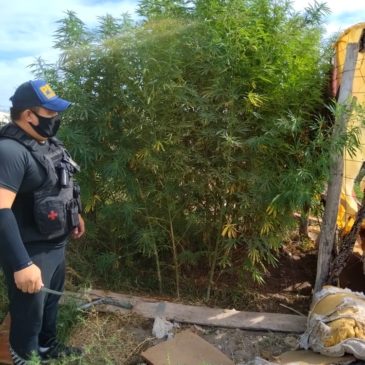 La Policía de Río Negro secuestró más de 40 plantas de marihuana en Catriel