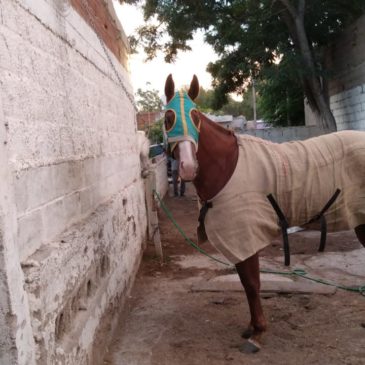 Se recuperó en Sierra Grande una yegua robada en un hipódromo de La Pampa