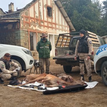 En tres operativos, la Brigada Rural de Bariloche decomisó animales en pie y faenados de manera furtiva