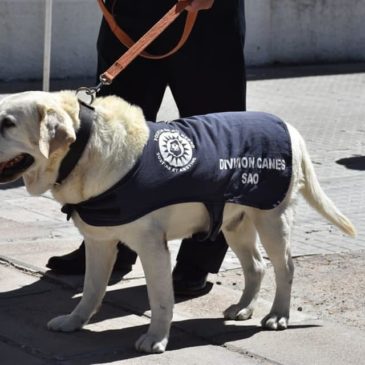 Último adiós a Gringo, el primer perro detector de estupefacientes de SAO